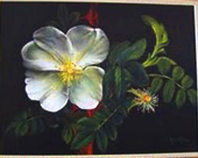 rosa amiensis2