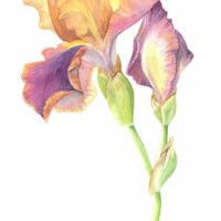 IRIS GERMANICA SYNCOPATION 