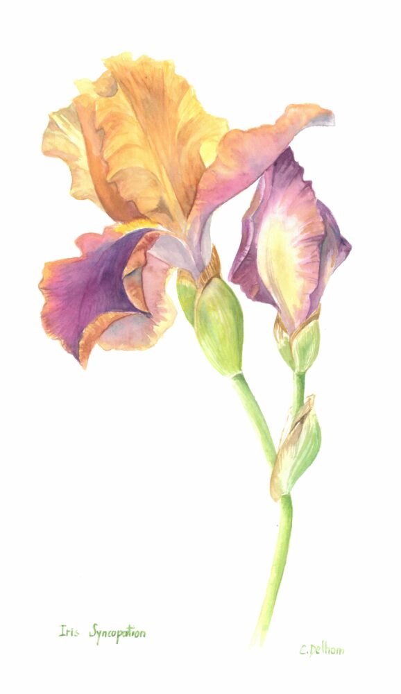 IRIS GERMANICA SYNCOPATION