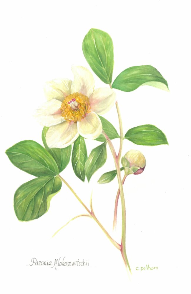 PIVOINE MLOKOSEVITCHII