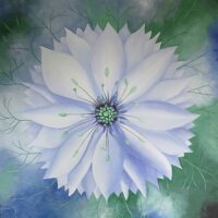 Miss Jekyll, la complexe 