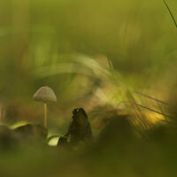 [PHOTO] Sous le bois, les champignons en mouvement