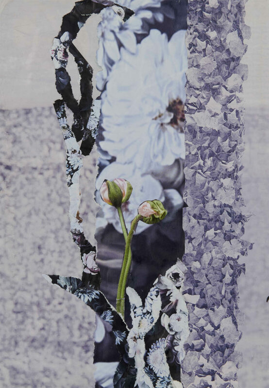 collage-01