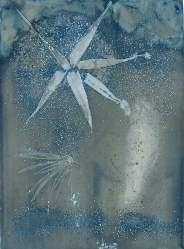 Cyanotype_20-2