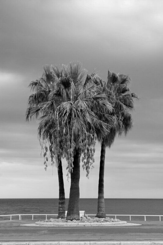 Les 3 palmiers