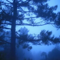 La forêt bleue 