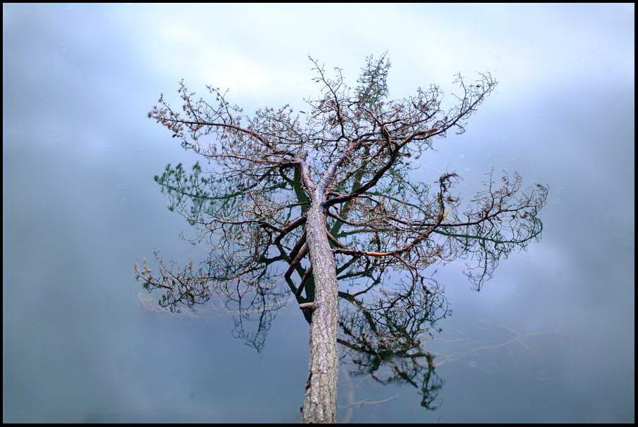 L’arbre à l’eau