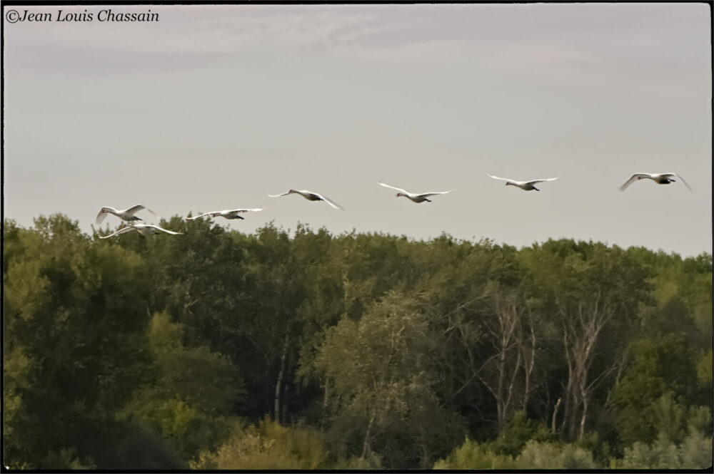 Blois cygnes au dessus de la Loire