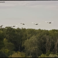 Blois cygnes au dessus de la Loire 