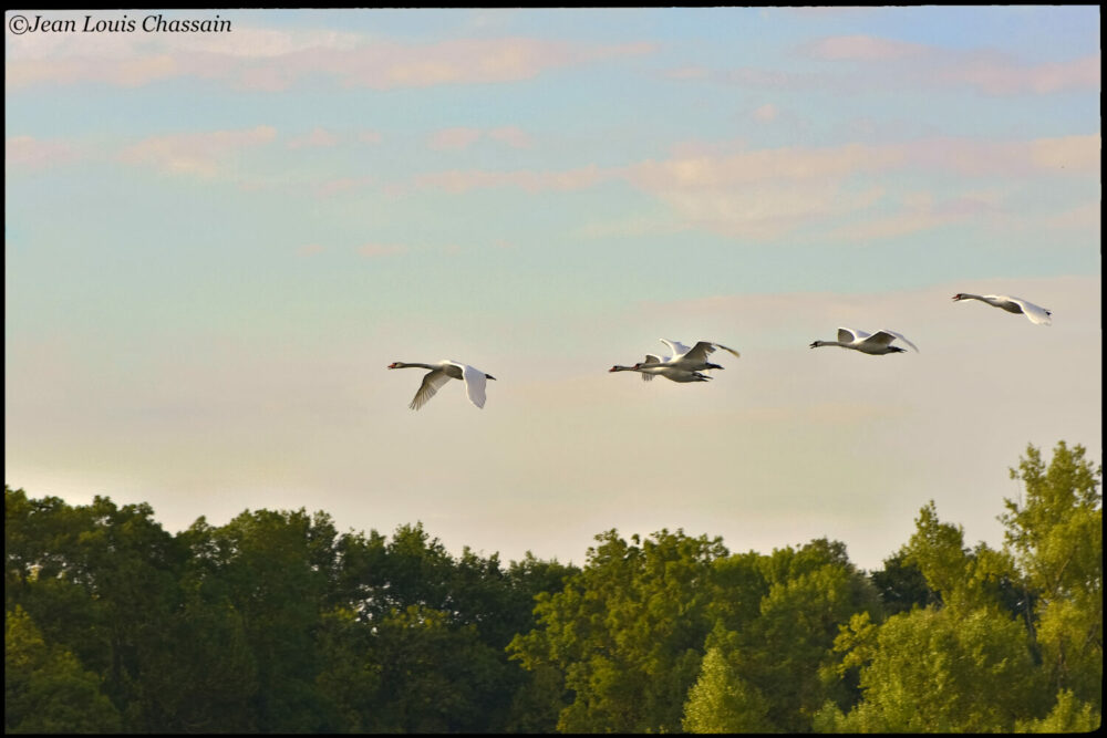 Blois cygnes au dessus de la Loire