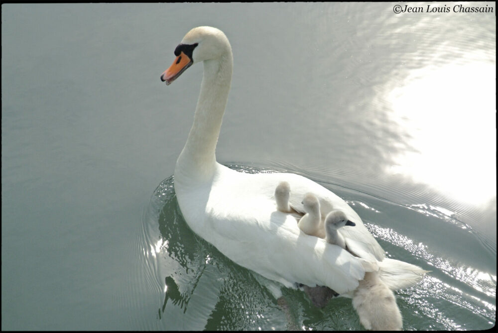 Blois maman cygne & ses cygneaux