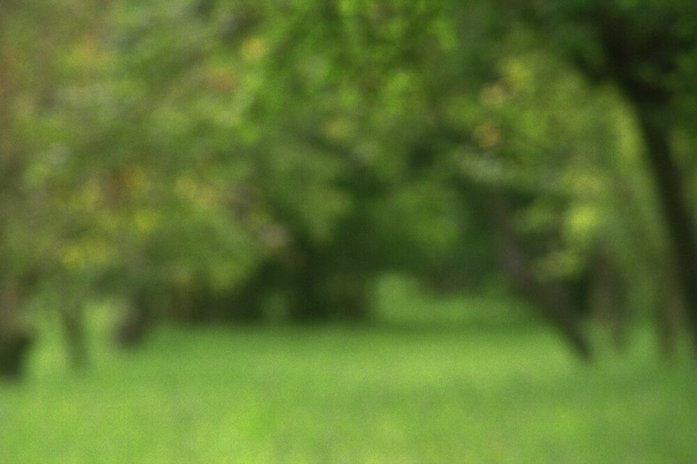 sous bois jasnières