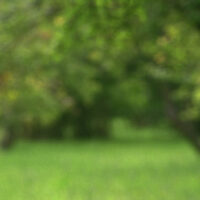 sous bois jasnières 