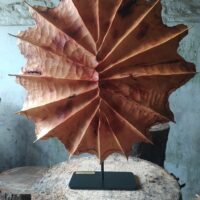 Carapace 124 
