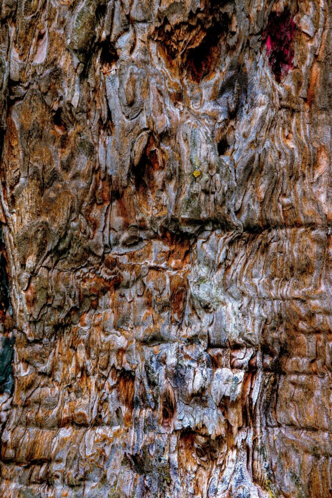 _DSC4433 Les esprits de la nuit