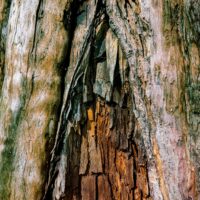 _DSC7204 Dark Sidious 