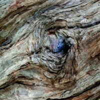 _DSC7429 brontosaure 