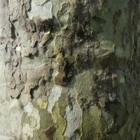 DSC07710 Némésis copie 