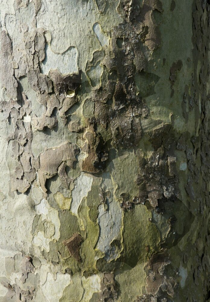 DSC07710 Némésis copie