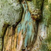 DSC07940 Jar Jar Binks 