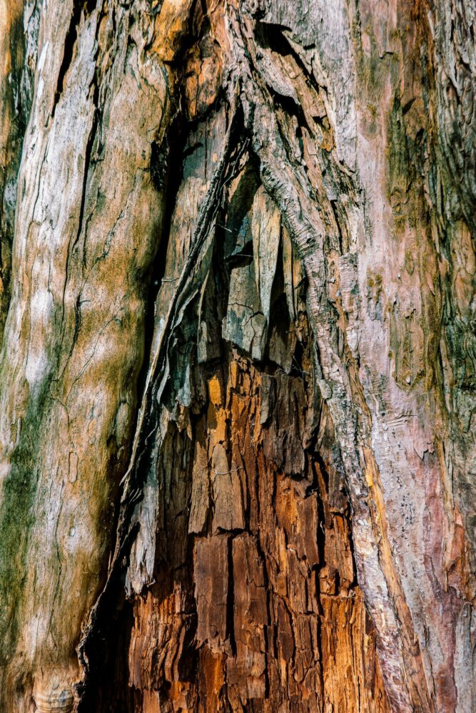 _DSC7204 Dark Sidious