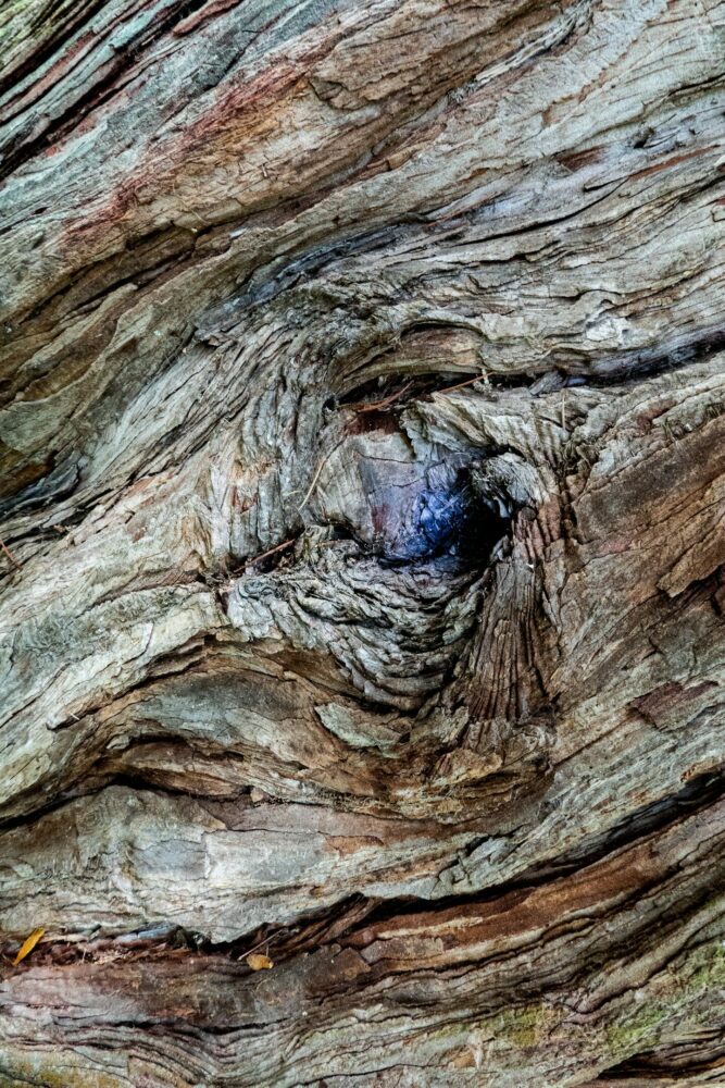 _DSC7429 brontosaure