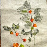 physalis (2) 