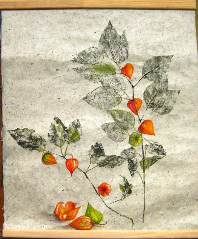 physalis (2)